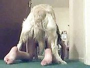 Пьяная девчонка в улете от зоосекса с собакой